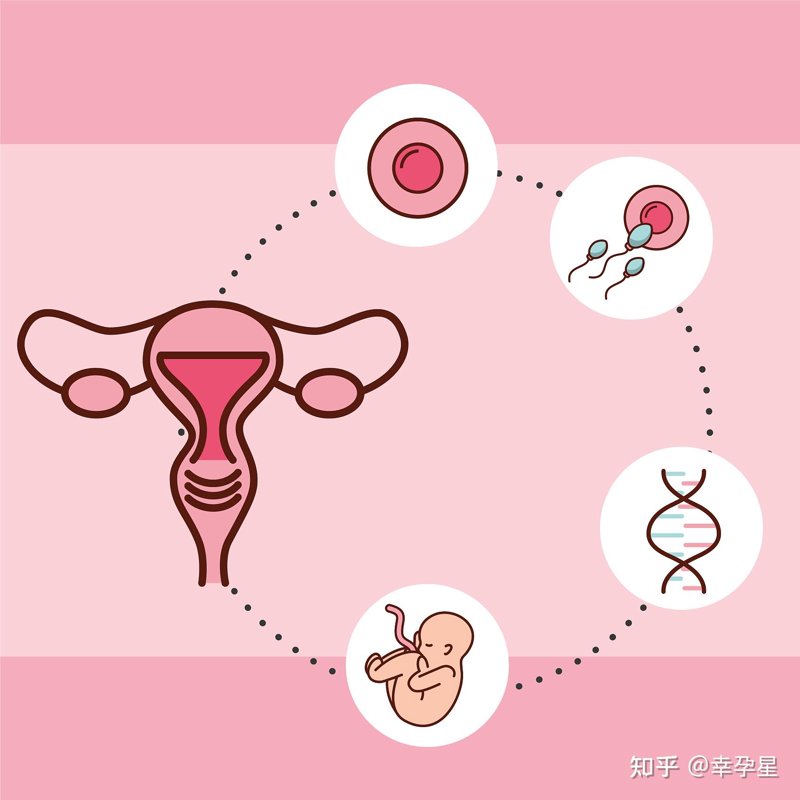 人工授精：传统与现代的较量